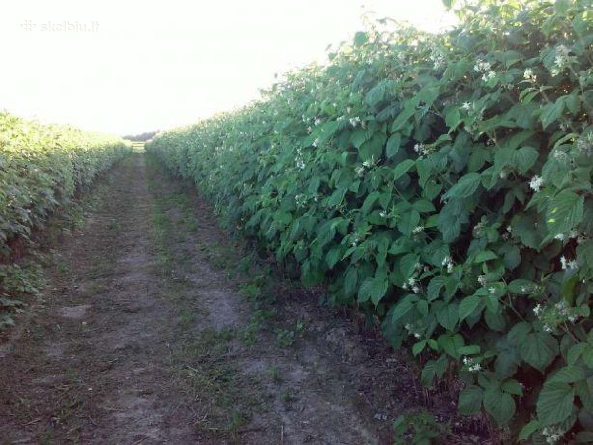 Gervuogių Aviečių sodinukai sausmedžiai šilauogės - nuotraukos Nr. 2