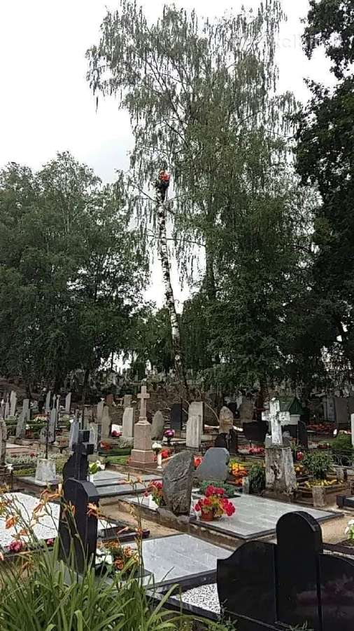 Avarinių medžių , krūmų pjovimas. Arboristas. - nuotraukos Nr. 4