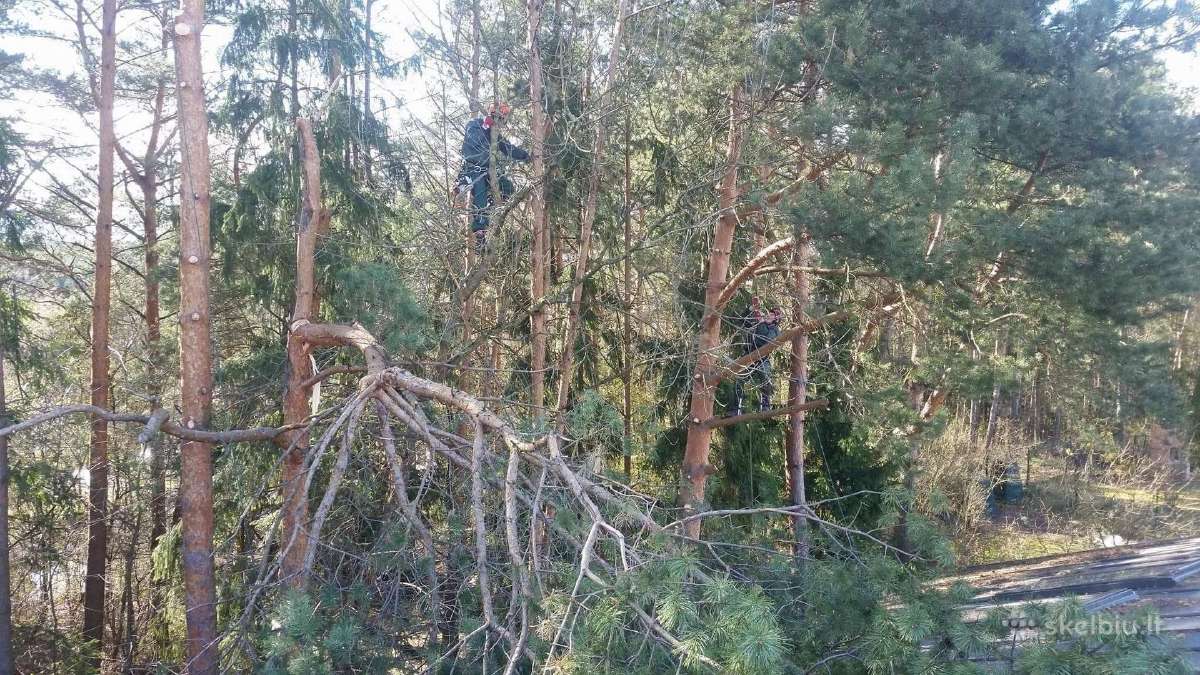 Avarinių medžių , krūmų pjovimas. Arboristas. - nuotraukos Nr. 13