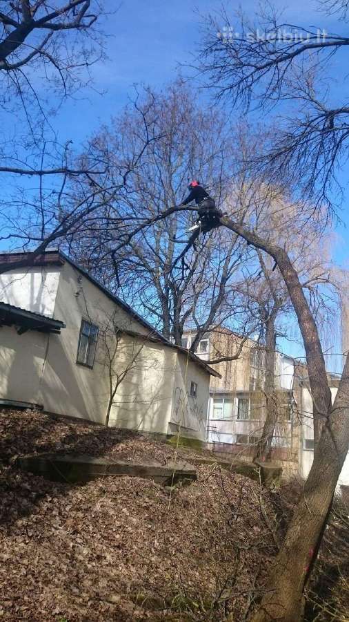 Avarinių medžių , krūmų pjovimas. Arboristas. - nuotraukos Nr. 11