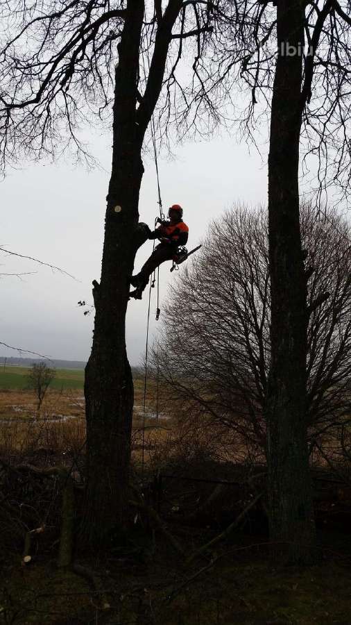 Avarinių medžių , krūmų pjovimas. Arboristas. - nuotraukos Nr. 10