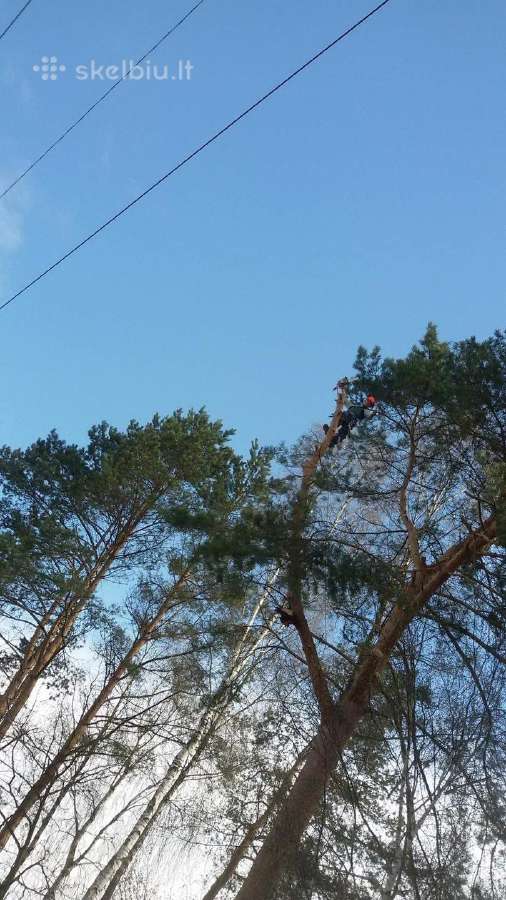 Avarinių medžių , krūmų pjovimas. Arboristas. - nuotraukos Nr. 14