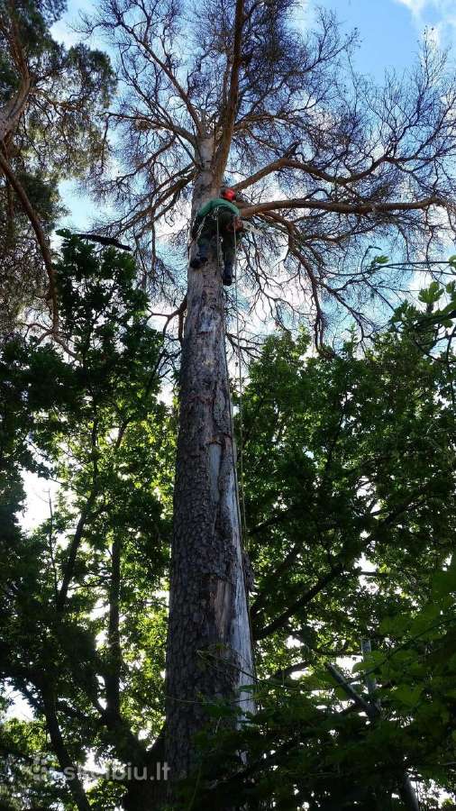 Avarinių medžių , krūmų pjovimas. Arboristas. - nuotraukos Nr. 12