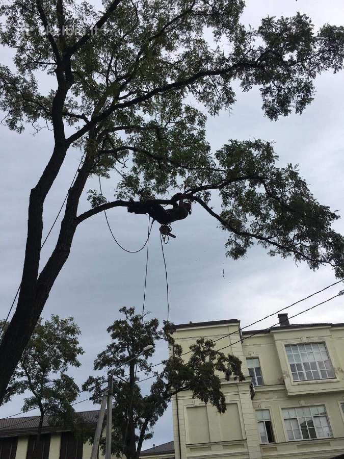 Avarinių medžių , krūmų pjovimas. Arboristas. - nuotraukos Nr. 5