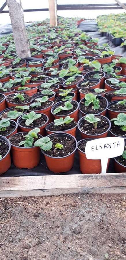 Fitosanitariškai patikrinti braškių daigai - nuotraukos Nr. 14