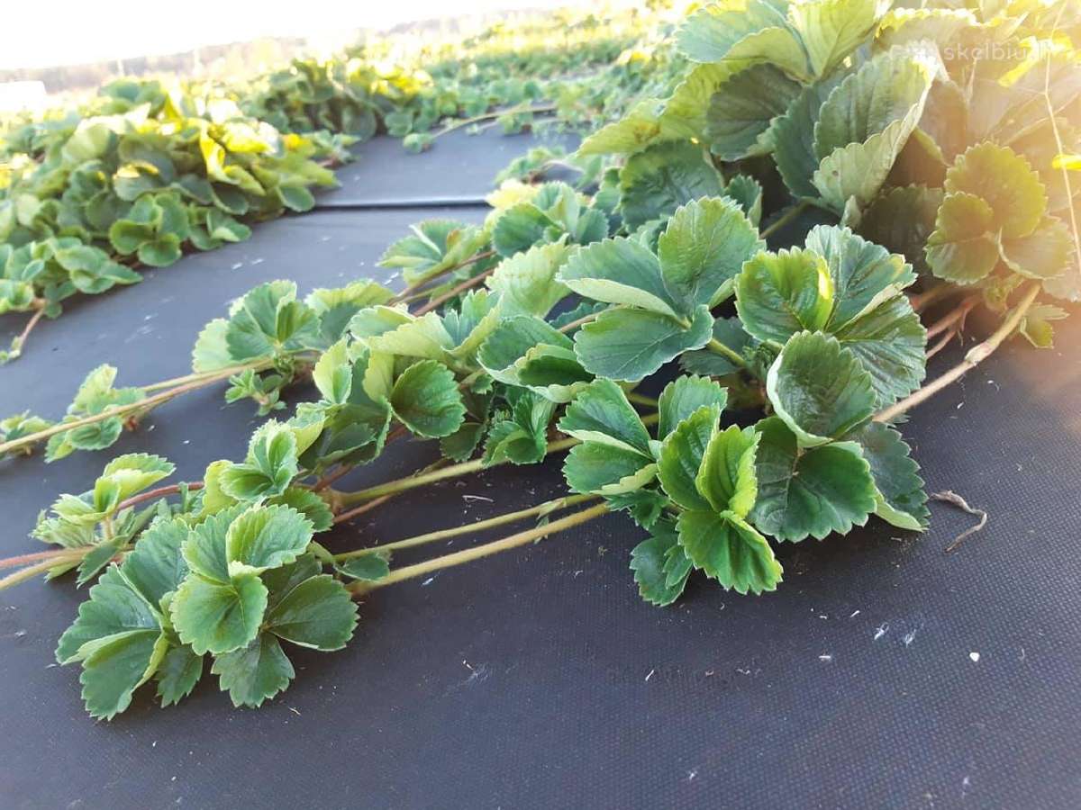Fitosanitariškai patikrinti braškių daigai - nuotraukos Nr. 16