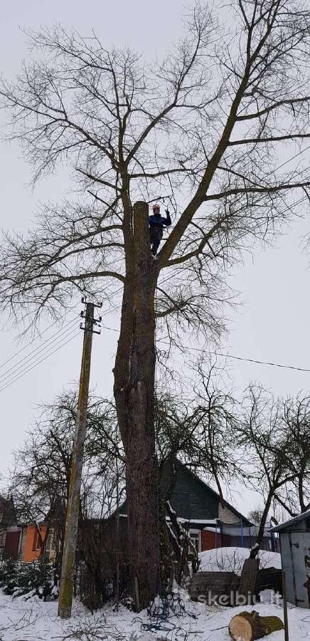 Arboristas. Medžių pjovimas, kelmų naikinimas - nuotraukos Nr. 8