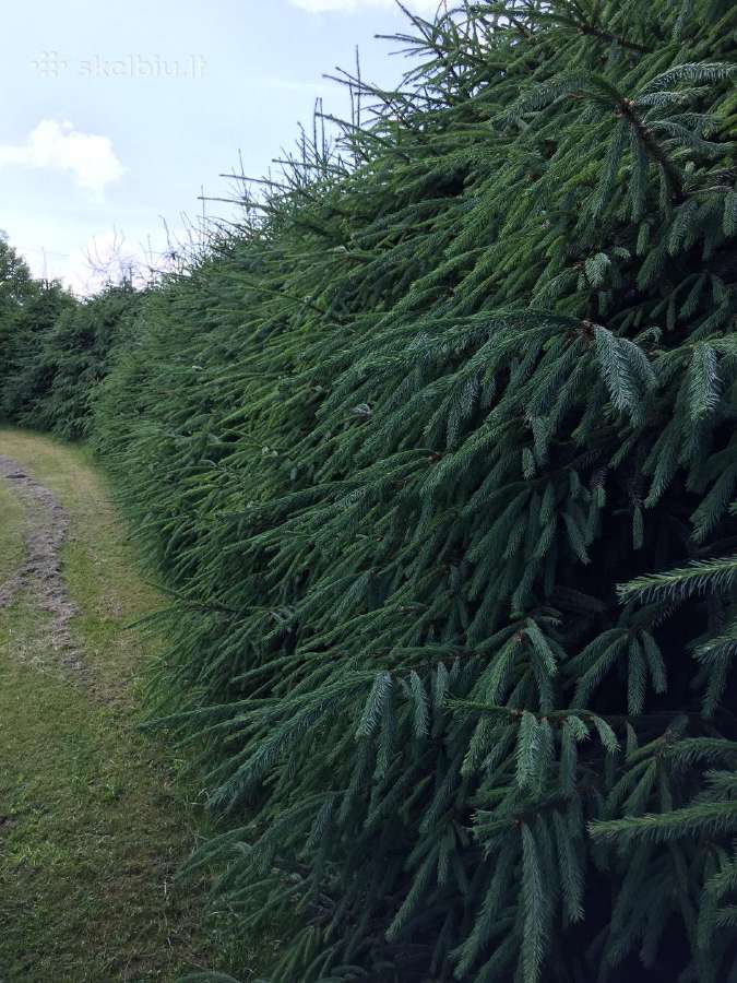 Gyvatvorių kirpimas, sodų purškimas - nuotraukos Nr. 19