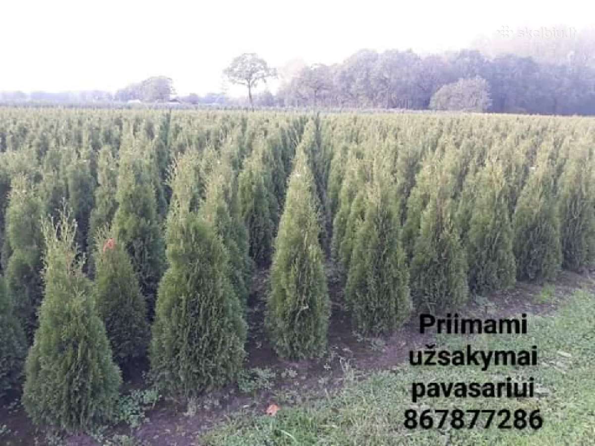 Tujos smaragd premium ! - nuotraukos Nr. 13