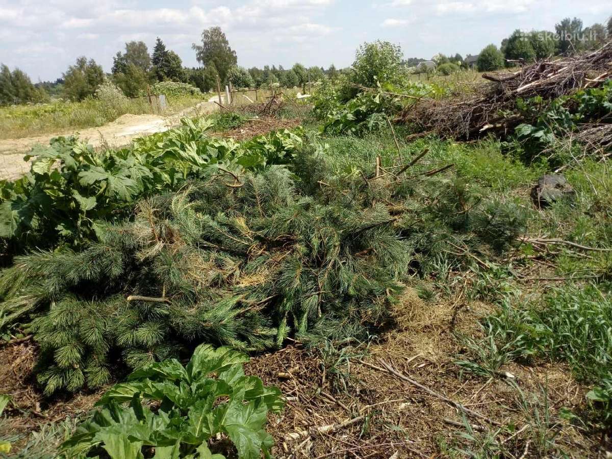 Išvežame: šakas, medieną, kelmus, iškertam medžius
