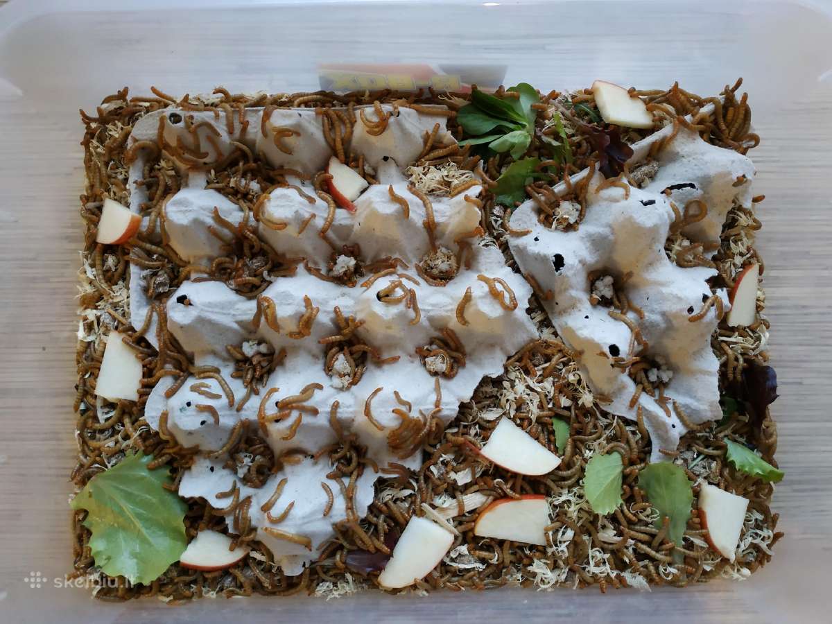 Zoofobusai, milčiaus lervos, bananiniai svirpliai - nuotraukos Nr. 2