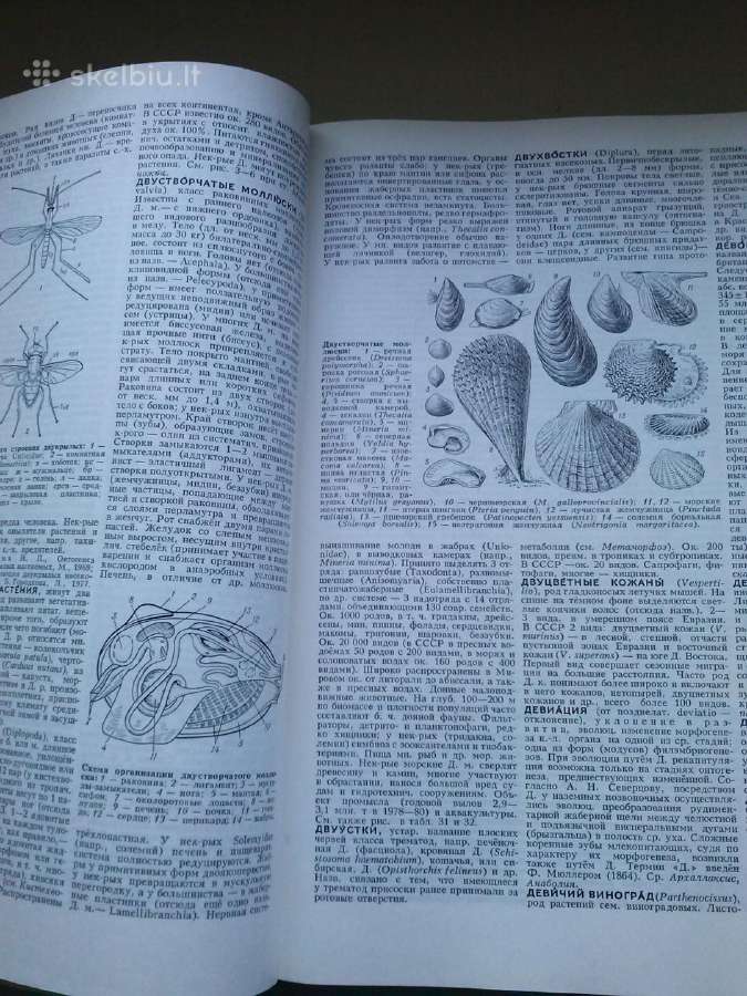 Biologene Encyklopedija. - nuotraukos Nr. 4
