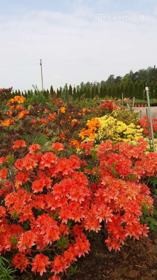 Medelynas: juodosios, kalninės pušys, rododendrai - nuotraukos Nr. 4