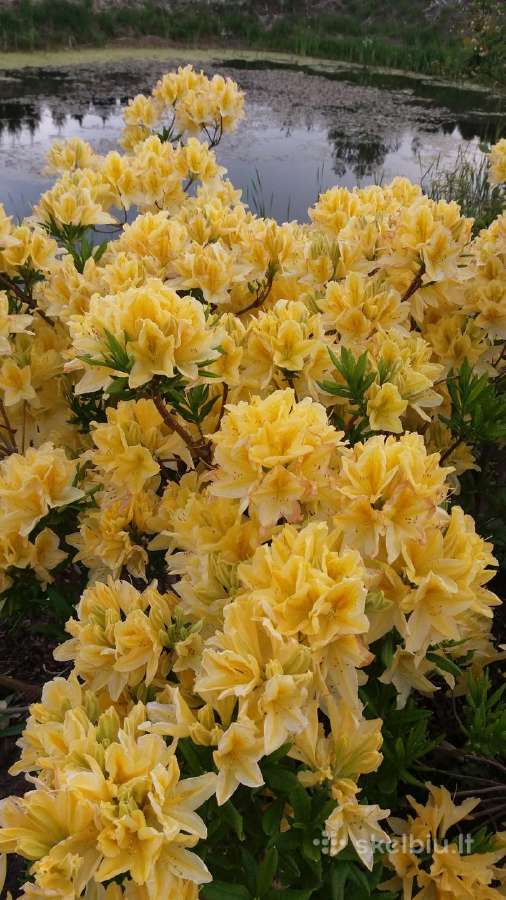 Medelynas: juodosios, kalninės pušys, rododendrai - nuotraukos Nr. 5