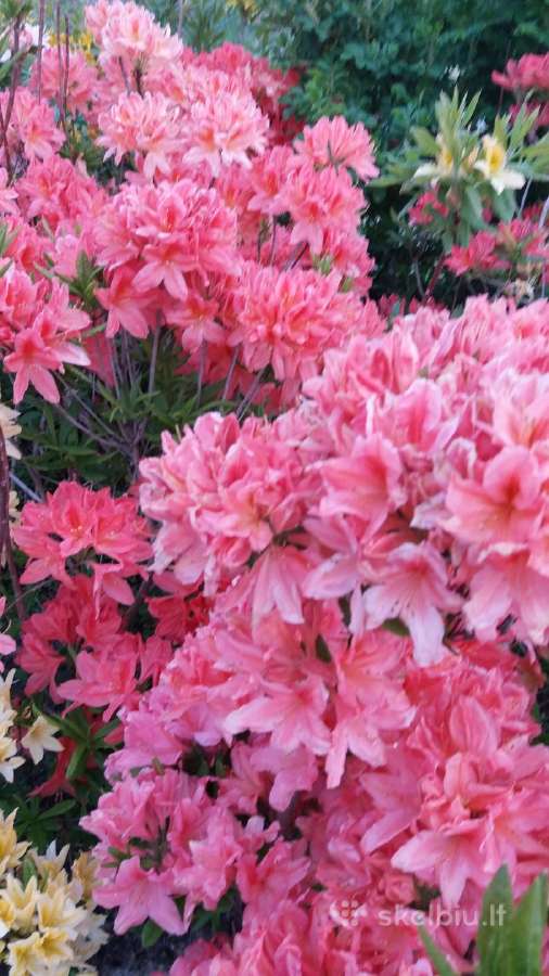 Medelynas: juodosios, kalninės pušys, rododendrai - nuotraukos Nr. 6