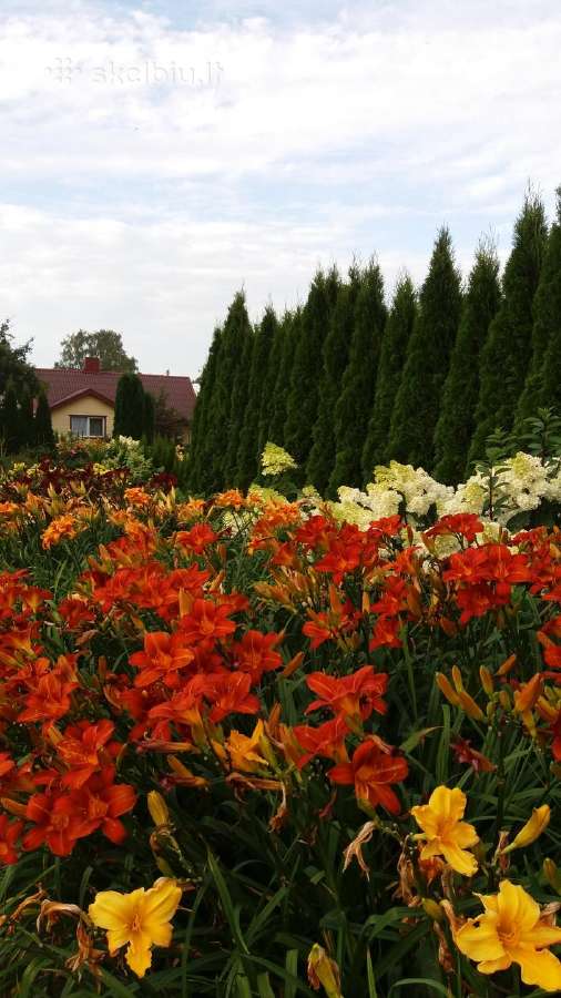 Medelynas: juodosios, kalninės pušys, rododendrai - nuotraukos Nr. 7