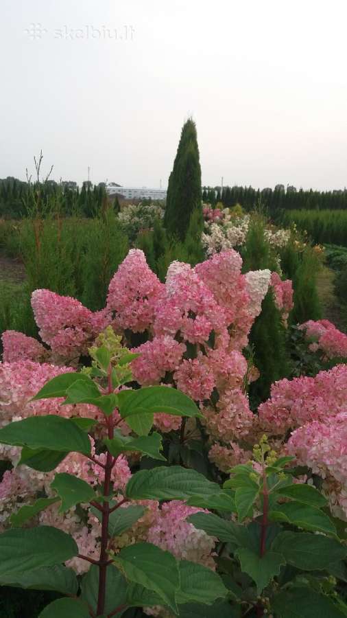 Medelynas: juodosios, kalninės pušys, rododendrai - nuotraukos Nr. 9