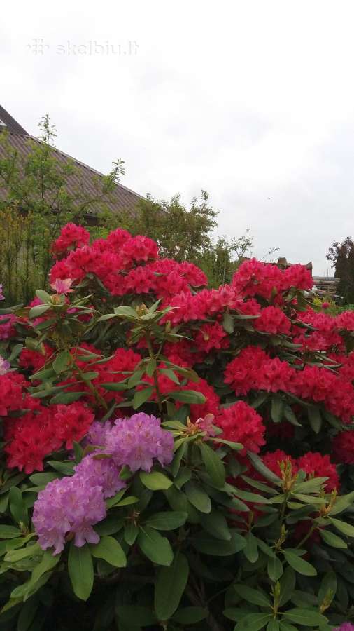 Medelynas: juodosios, kalninės pušys, rododendrai - nuotraukos Nr. 2