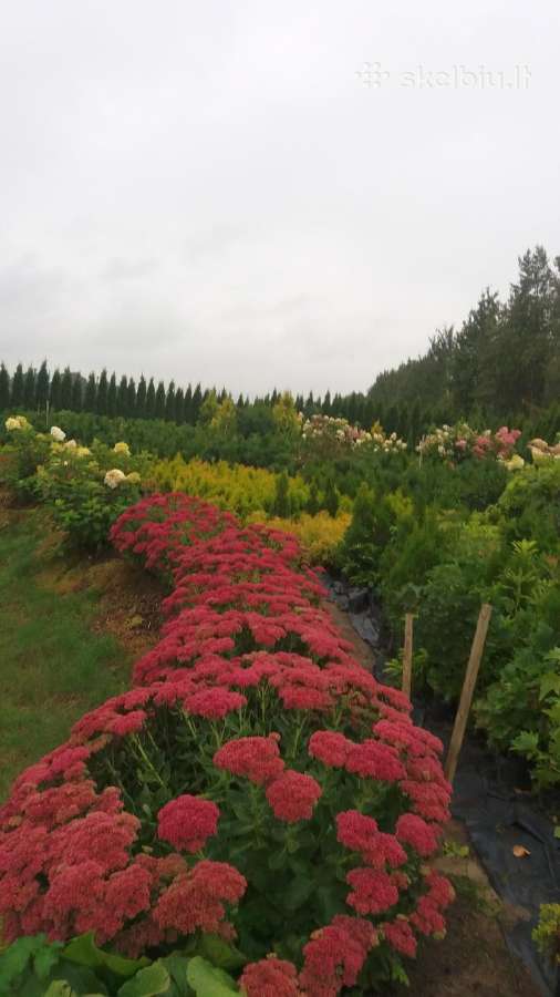 Medelynas: juodosios, kalninės pušys, rododendrai - nuotraukos Nr. 10