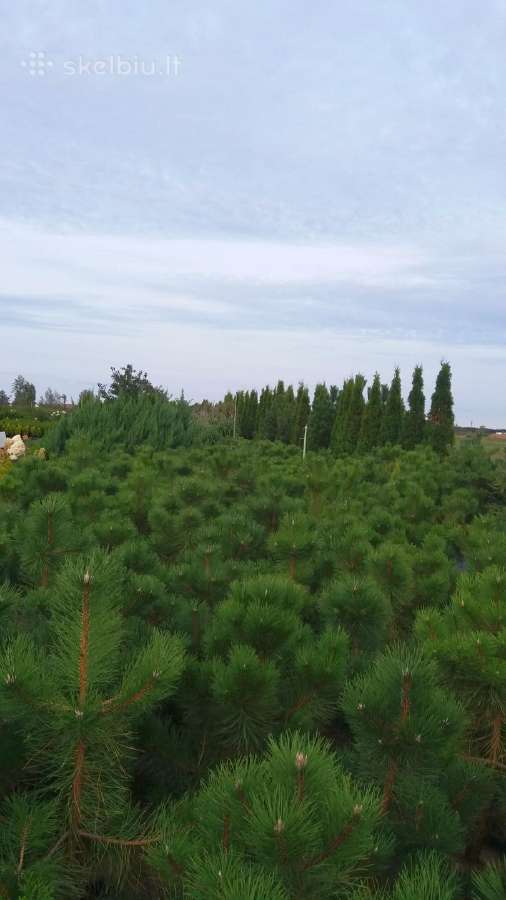 Medelynas: juodosios, kalninės pušys, rododendrai - nuotraukos Nr. 13