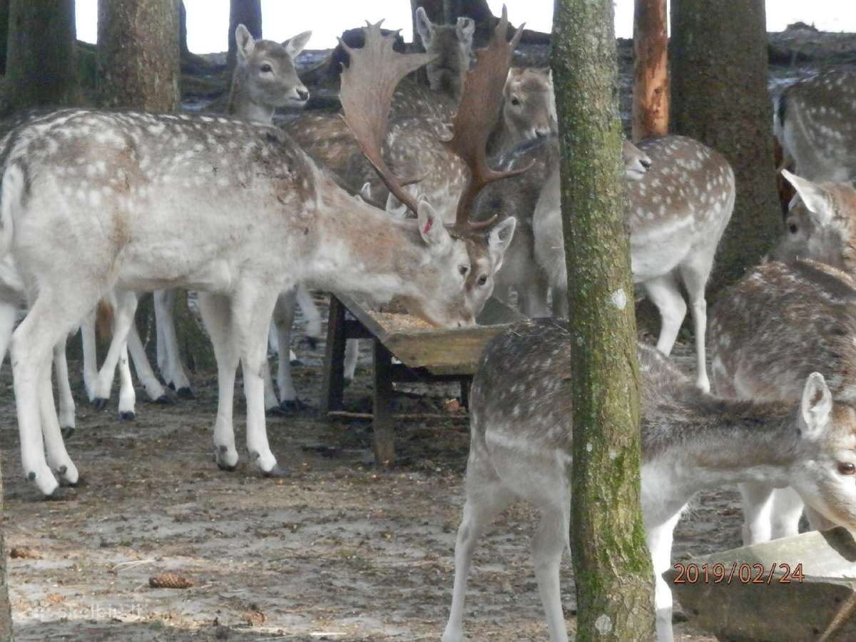 Danieliai jaukūs, perliniai, Dovydo elniai - nuotraukos Nr. 7