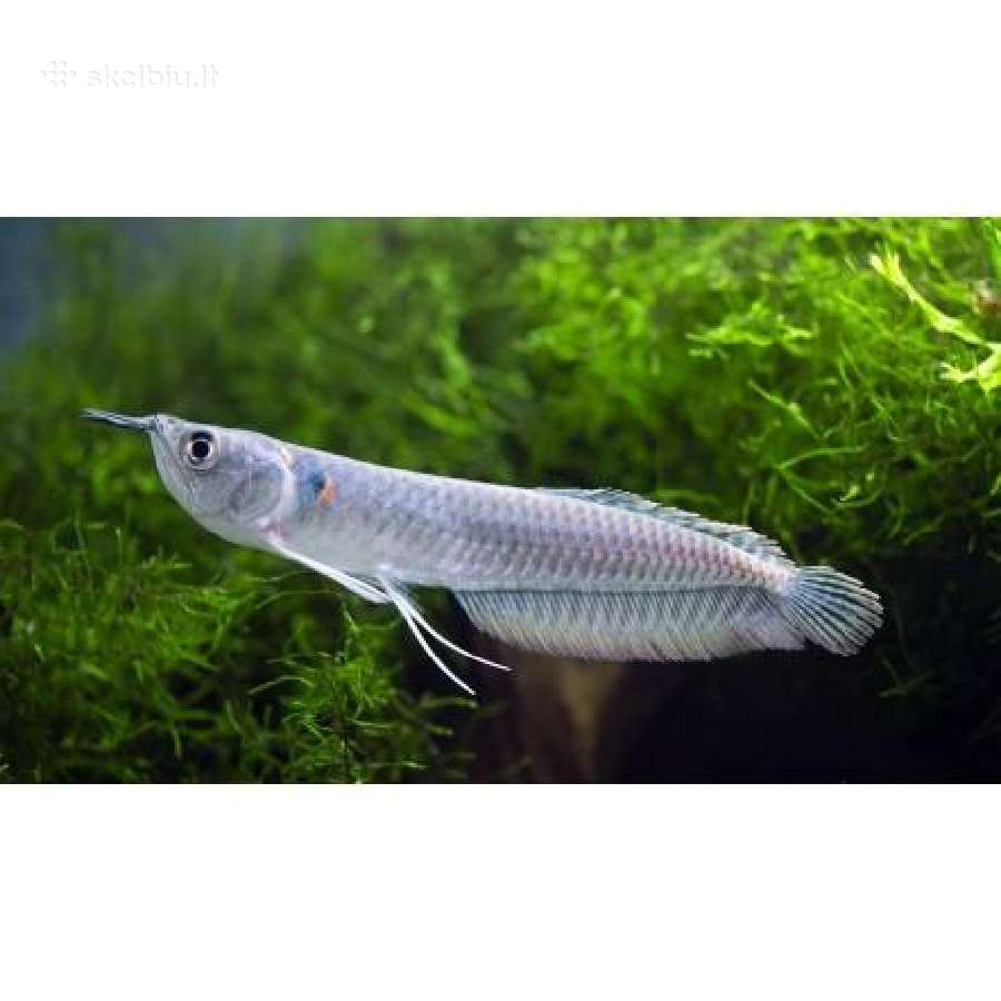 Nauja siunta - nuotraukos Nr. 2