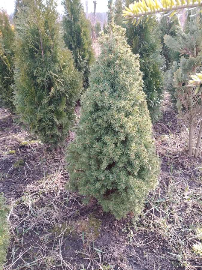 Šilauogių sausmedžių serbentų agrastų sodinukai - nuotraukos Nr. 8