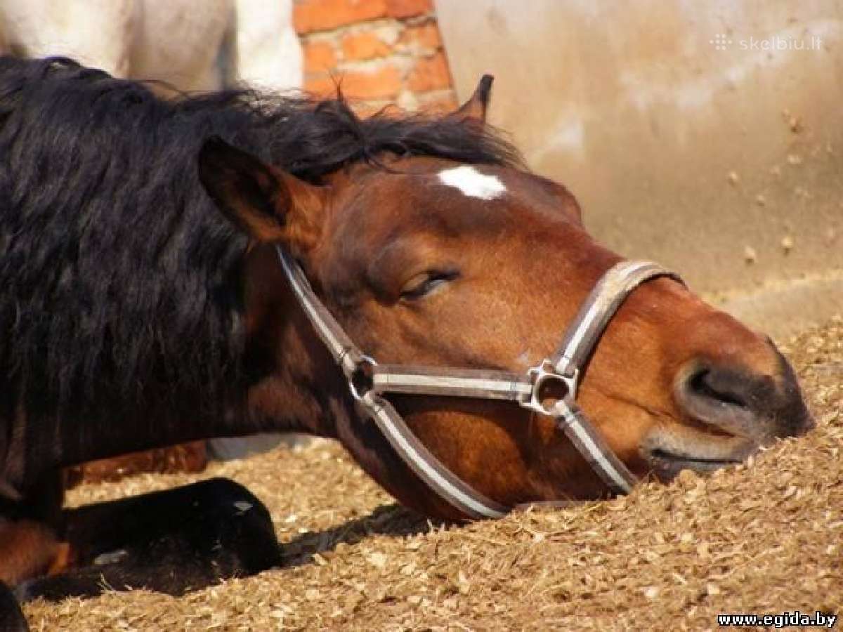 Pjuvenos pakratams. Kraikas. "Animal bedding" - nuotraukos Nr. 2
