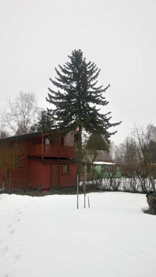 Pavojingų medžių pjovimas, genėjimas - nuotraukos Nr. 19