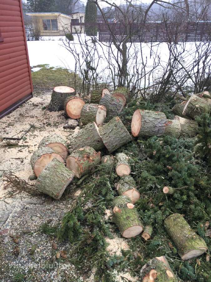 Pavojingų medžių pjovimas, genėjimas - nuotraukos Nr. 20