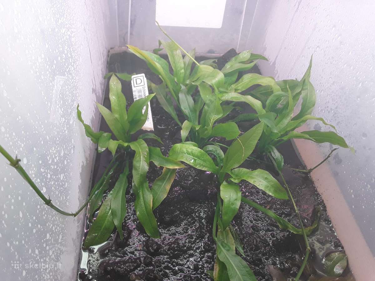 Akvariumų valymas, priežiūra ir įrengimas - nuotraukos Nr. 4