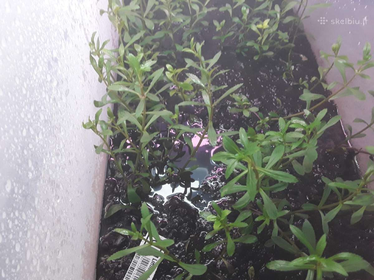 Akvariumų žuvytės, šaldytas ir sausas žuvų pašaras - nuotraukos Nr. 7