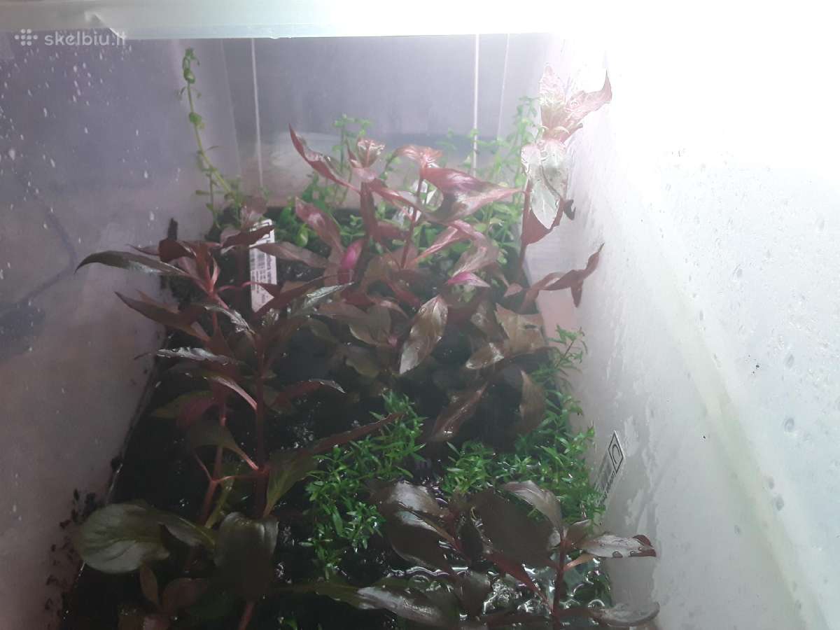 Akvariumų žuvytės, šaldytas ir sausas žuvų pašaras - nuotraukos Nr. 4