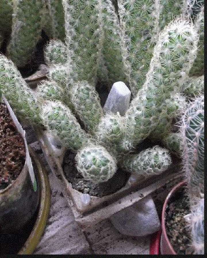 Parduodu kaktusus po 1 eur - nuotraukos Nr. 3