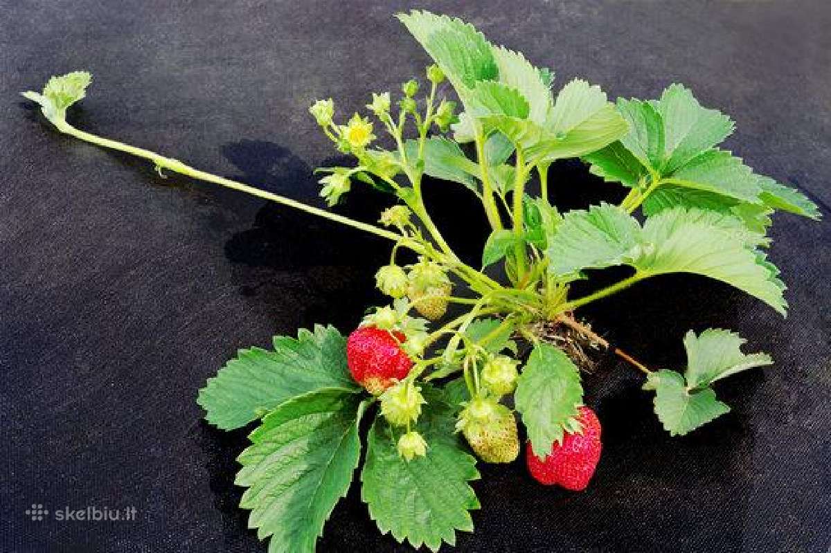 Agrotekstilė,juoda, žalia 0,4 iki 4,2 m. + Smaigai - nuotraukos Nr. 6