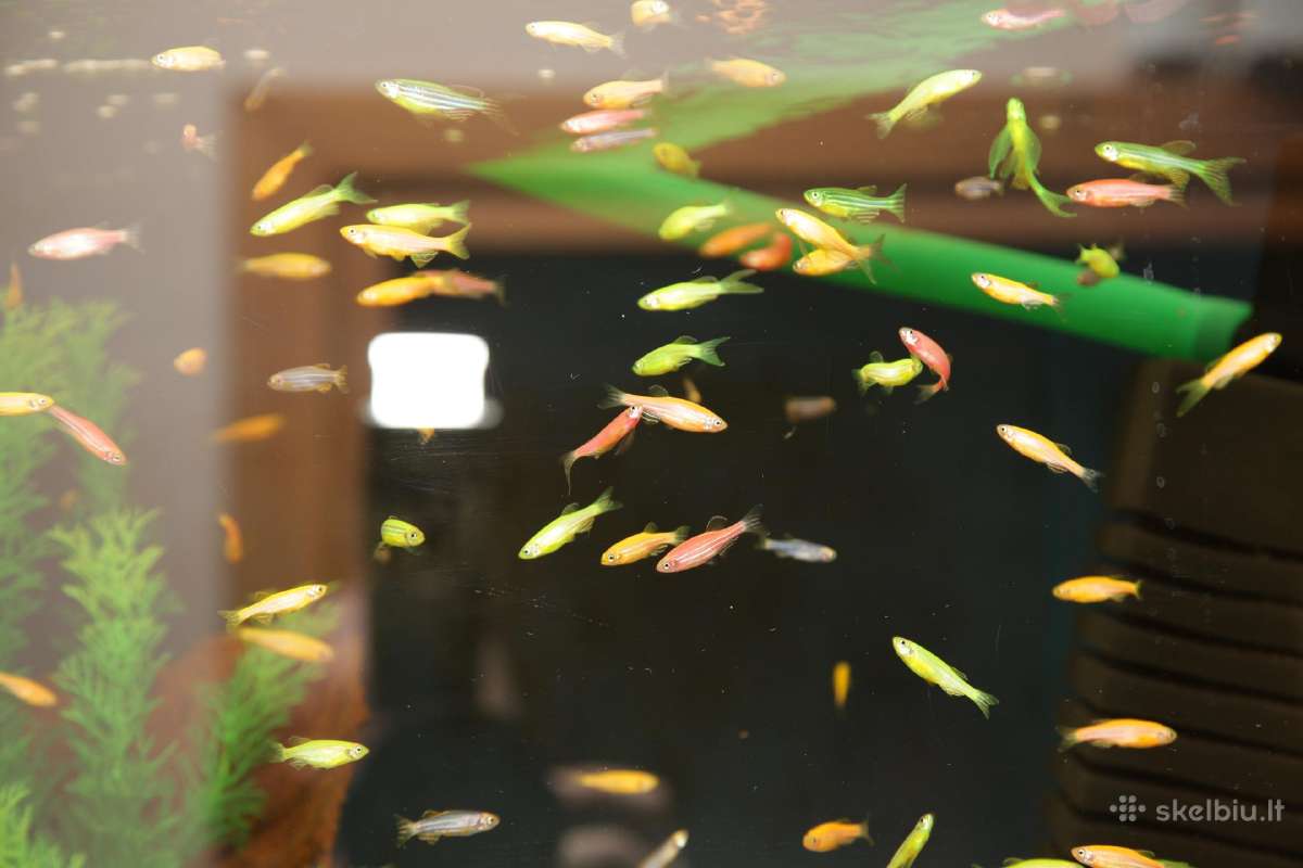 Akvariumų valymas, priežiūra ir įrengimas - nuotraukos Nr. 9