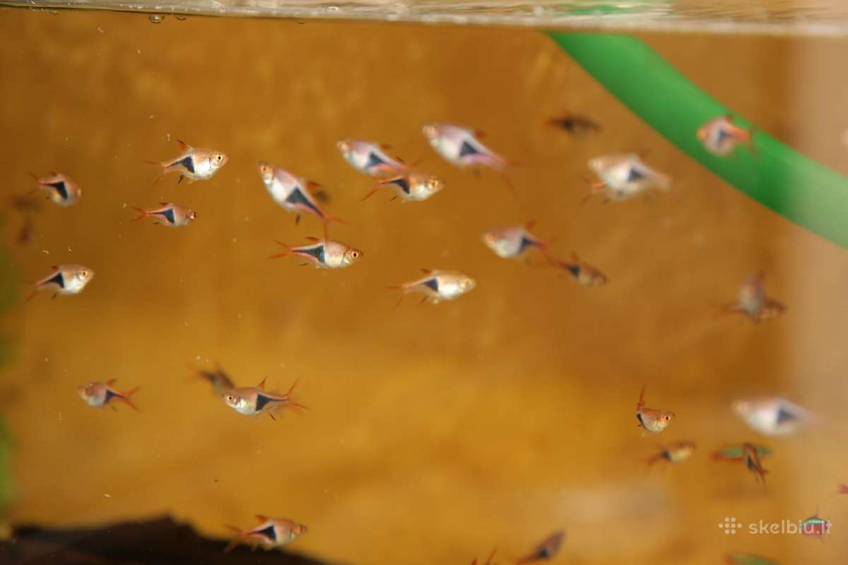 Akvariumų valymas, priežiūra ir įrengimas - nuotraukos Nr. 10