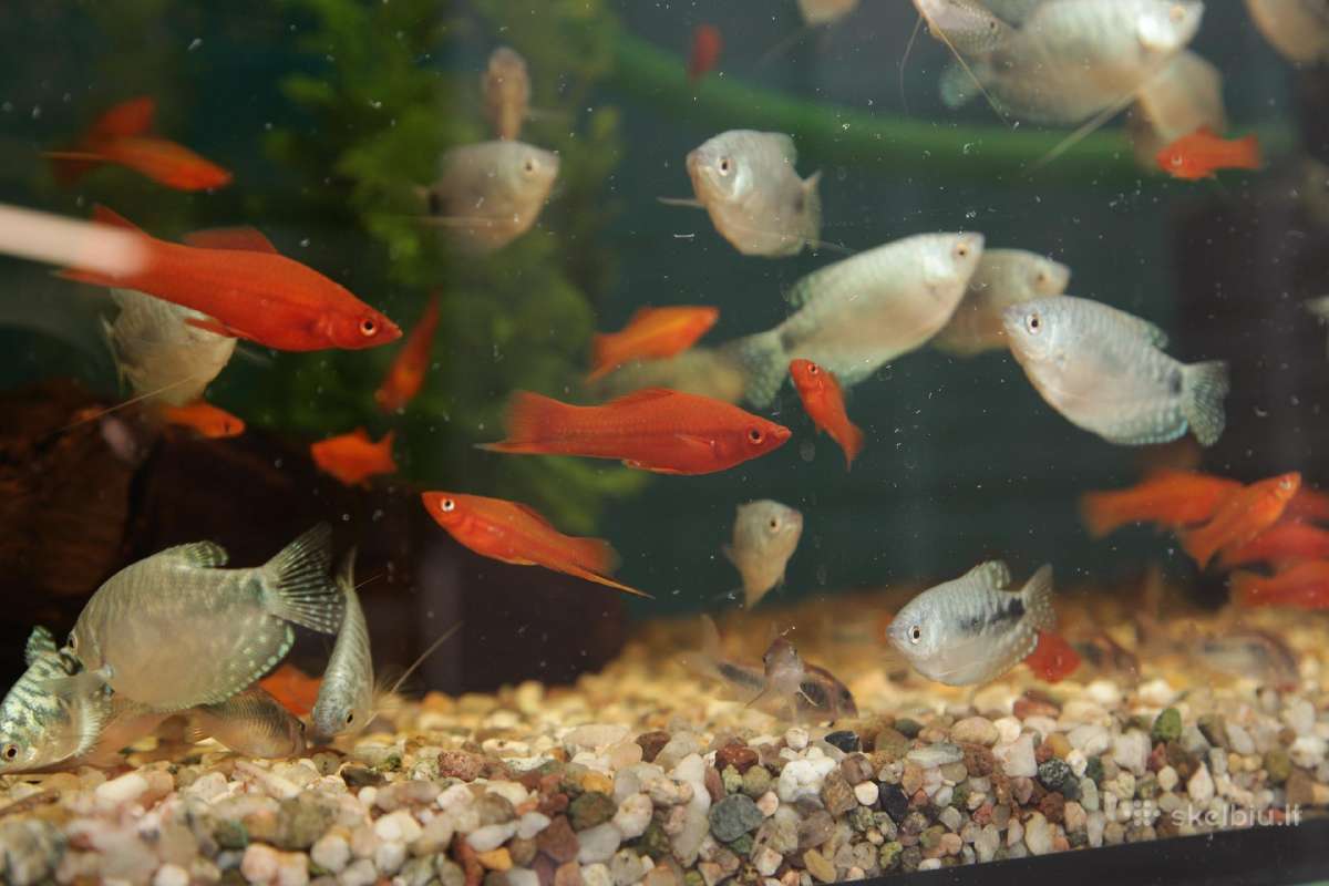 Akvariumų valymas, priežiūra ir įrengimas - nuotraukos Nr. 2