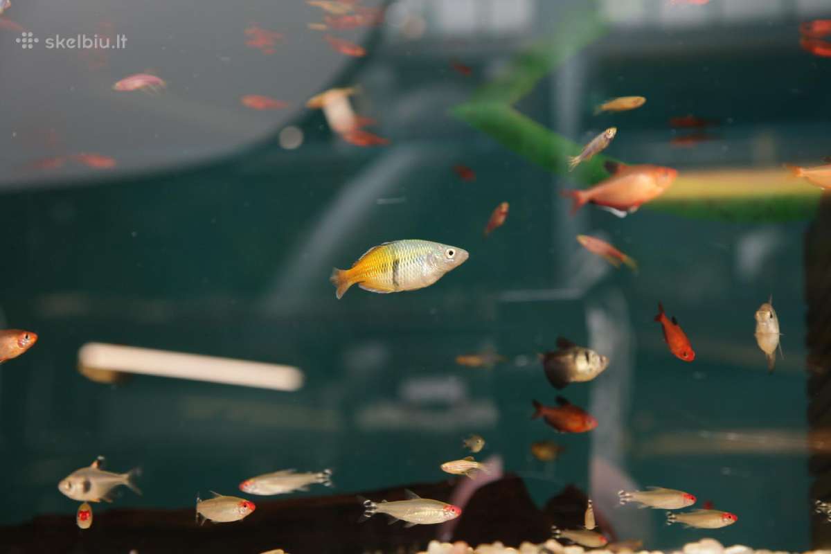 Akvariumų valymas, priežiūra ir įrengimas - nuotraukos Nr. 11