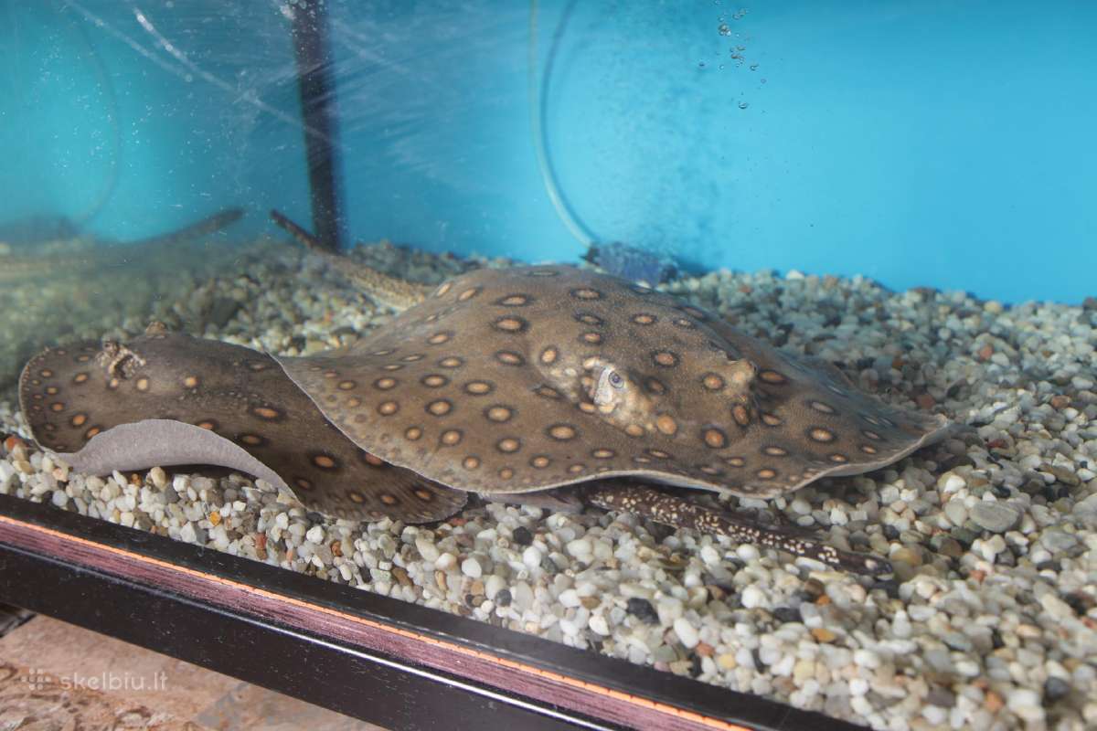 Akvariumų valymas, priežiūra ir įrengimas - nuotraukos Nr. 13