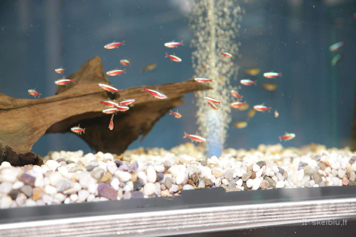 Akvariumų valymas, priežiūra ir įrengimas - nuotraukos Nr. 14