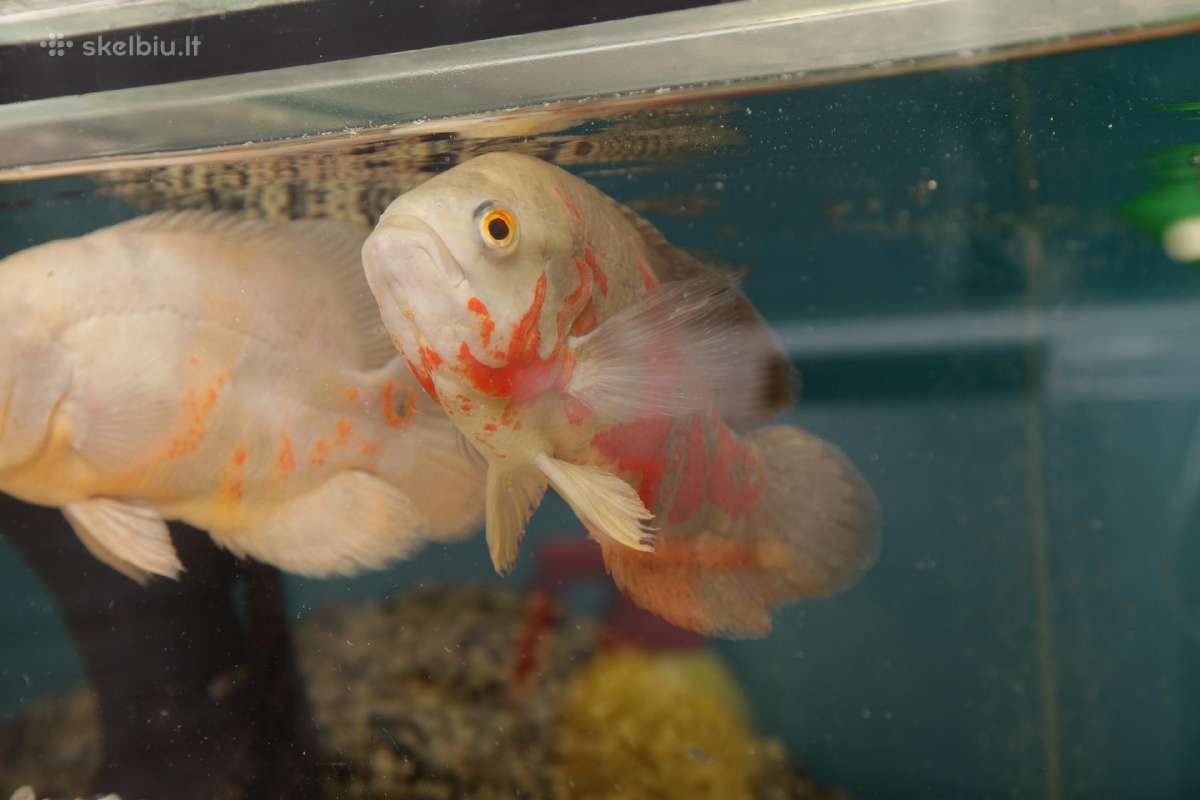 Akvariumų valymas, priežiūra ir įrengimas - nuotraukos Nr. 15