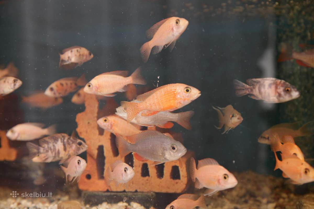 Akvariumų valymas, priežiūra ir įrengimas - nuotraukos Nr. 16