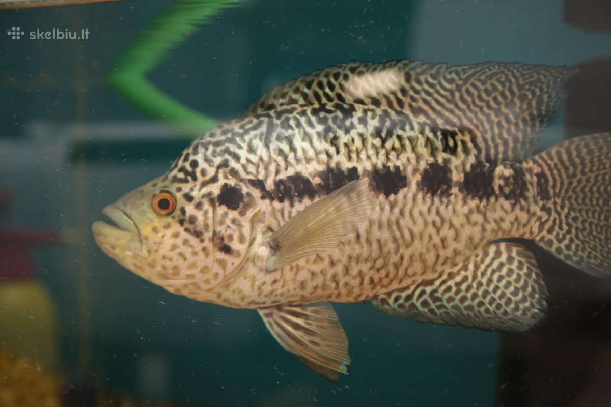 Akvariumų valymas, priežiūra ir įrengimas - nuotraukos Nr. 17