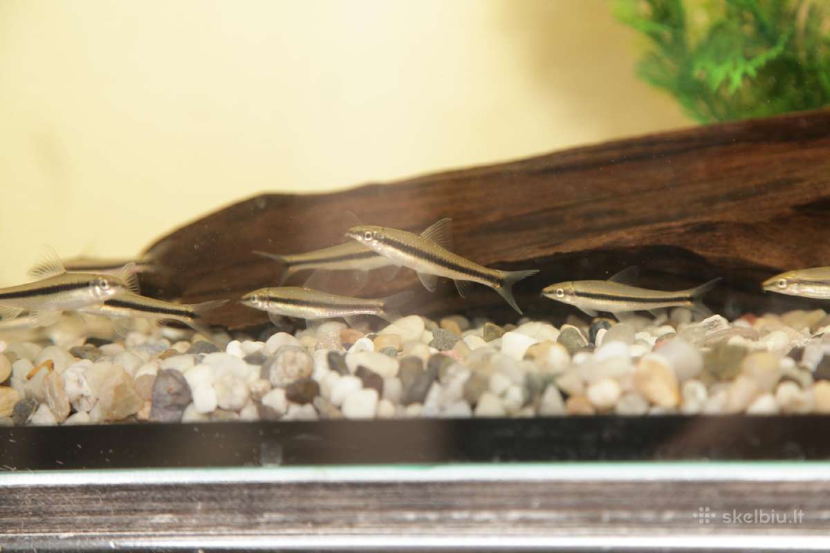 Akvariumų valymas, priežiūra ir įrengimas - nuotraukos Nr. 18