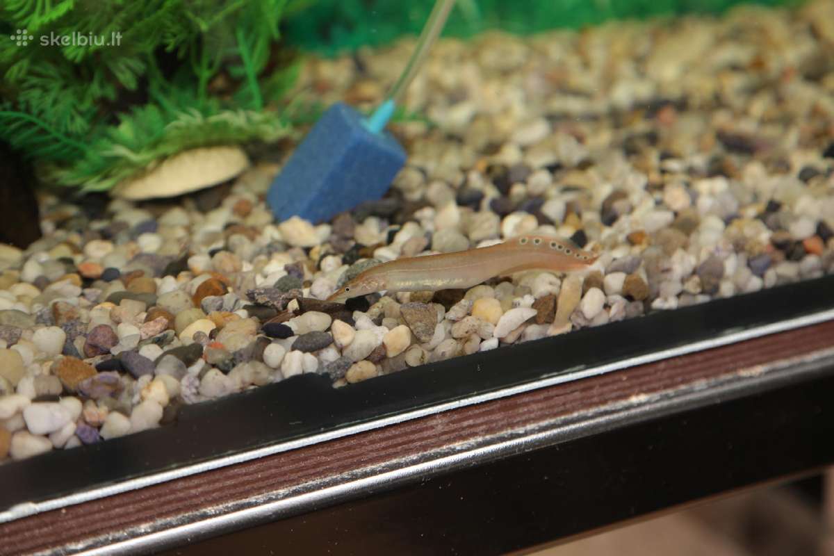 Akvariumų valymas, priežiūra ir įrengimas - nuotraukos Nr. 19