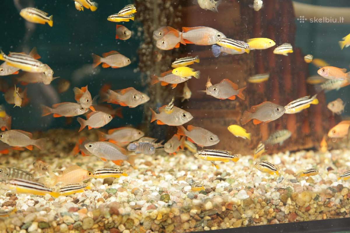 Akvariumų valymas, priežiūra ir įrengimas - nuotraukos Nr. 20