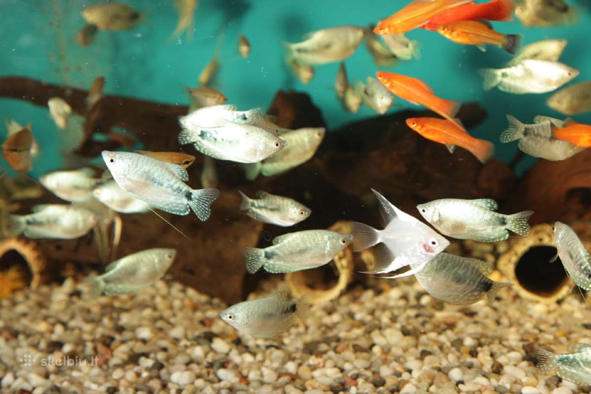 Akvariumų žuvytės, šaldytas ir sausas žuvų pašaras - nuotraukos Nr. 9
