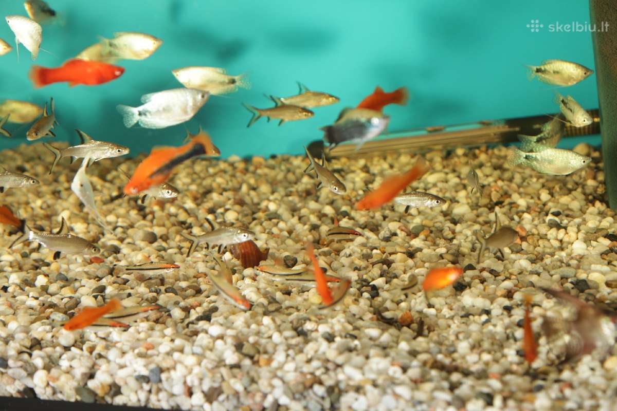 Akvariumų žuvytės, šaldytas ir sausas žuvų pašaras - nuotraukos Nr. 10