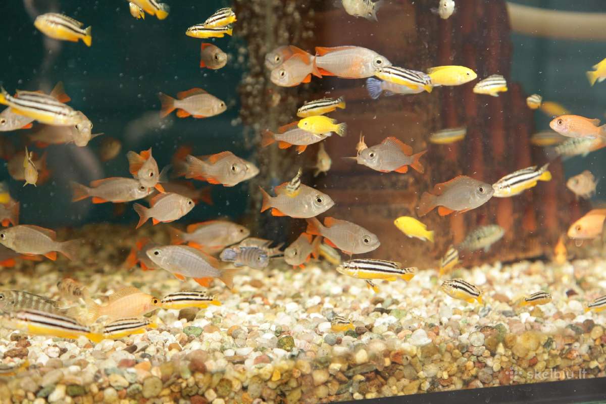 Akvariumų žuvytės, šaldytas ir sausas žuvų pašaras - nuotraukos Nr. 13
